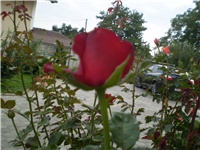 8f3be317-Picture 550.jpg